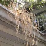 Local Pressure Washing Service in Bluffton, SC: Gutter Cleaning